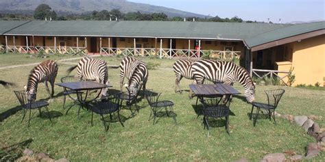 Rhino Lodge | Ngorongoro Crater Tanzania Lodges | Yellow Zebra Safaris