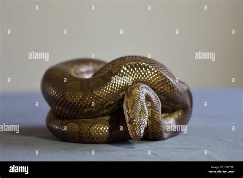 Serpiente Arcoiris Fotos e Imágenes de stock - Alamy