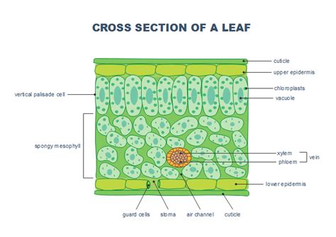 Plant Leaf Cross Section