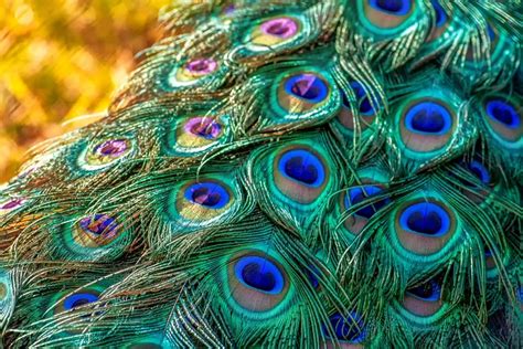 Pavo Real Plumas De - Foto gratis en Pixabay - Pixabay