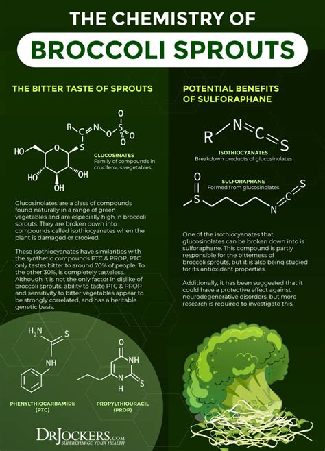 Broccoli Sprouts: Top 6 Health Benefits for Gut & Hormones