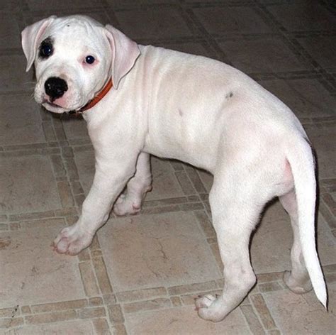 Dogo Argentino For Sale | ubicaciondepersonas.cdmx.gob.mx