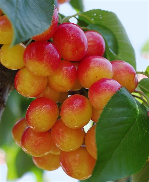 Rainier Cherry — Raintree Nursery