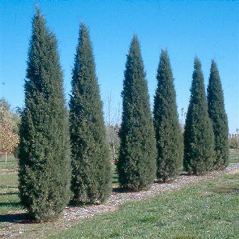 Taylor Juniper - narrow and upright Cedar Plant, Emerald Green ...