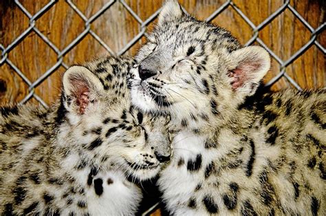 Snow leopards arrive at Big Bear Lake zoo – San Bernardino Sun