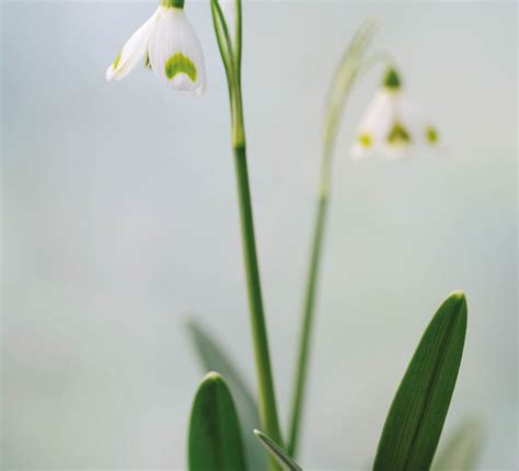 The Best Snowdrops For Your Garden | Gardens Illustrated