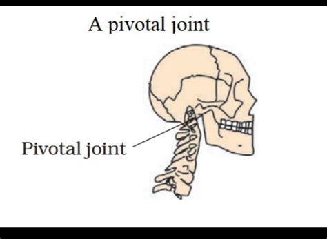 Pivot Joint Diagram