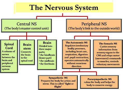 Science - 8th Grade: Central Nervous System & Peripheral Nervous System ...