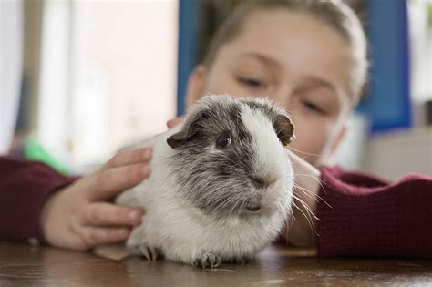 Adopt a Rescued Guinea Pig Month – P & D Medivet Distribution