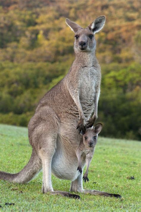 Kangaroo With Baby Joey In Pouch Stock Image - Image of australian ...