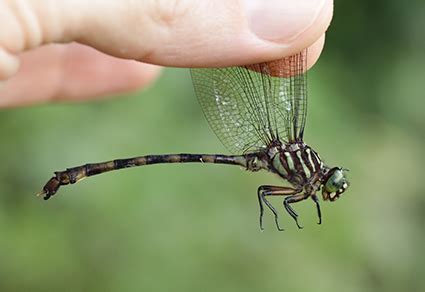 A new species of Gomphoides Selys, 1854 (Odonata: Gomphidae) from the ...