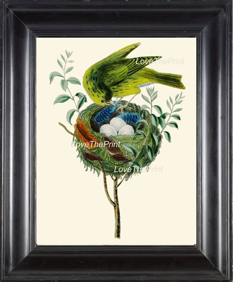 BIRD EGGS Art Print B5 Beautiful Antique Yellow Canary Bird Eggs Nest ...