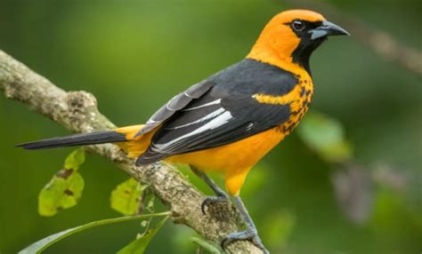 8 Orioles That Live in the United States! (w/ Range Maps) - Bird ...