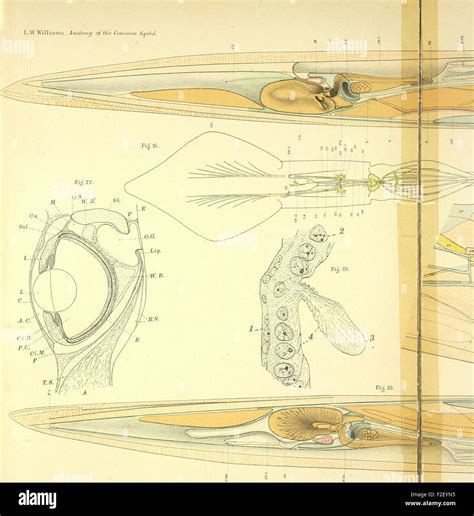 The anatomy of the common squid, Loligo pealii, Lesueur (1910 Stock ...