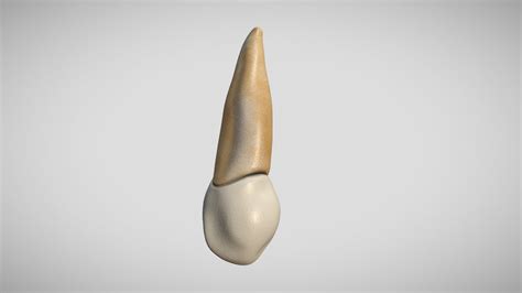 Dental Anatomy - A 3D model collection by Ebers - Sketchfab