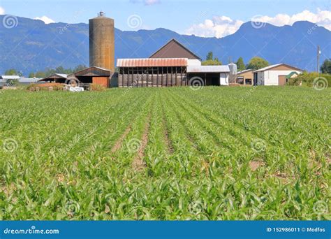 Old Farm Architecture and Young Summer Corn Field Stock Image - Image ...