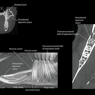 A) Maxillofacial anatomy of a rabbit as viewed on tooth view 3D volume ...