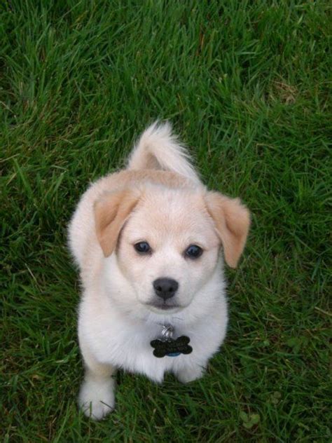 Adorable Mutt | Cute little dogs, Cute puppies, Purebred dogs