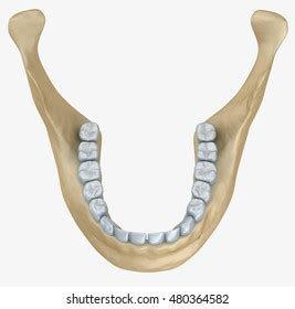 Lower Jaw Skeleton Teeth Anatomy Medical 스톡 일러스트 480364582 | Shutterstock