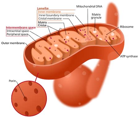 Mitochondrial matrix - limfacases