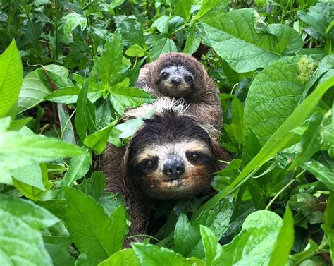 Crying baby sloth reunited with mother by rescue team in Costa Rica ...