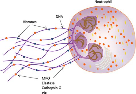 Structure of neutrophil extracellular trap. Neutrophil extracellular ...