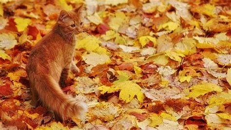 Autumn-cat-2-orange-, Fall, orange, Leaves, cat, Autumn, HD wallpaper ...