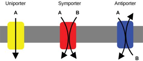 Active Transport | Cell Transport