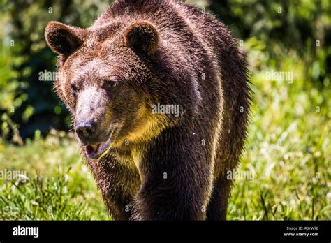 Grizzly Bear, Montana Wildlife Stock Photo - Alamy