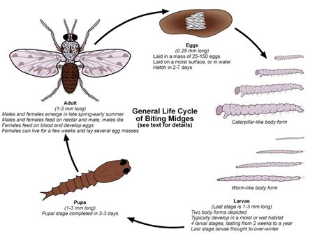 Midge bites — how to recognise midges, treat bites and avoid both ...