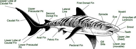 Shark Anatomy-Heather Lang Books