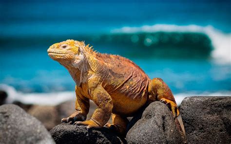 Endemic Animals of Galapagos - Galapagos Travel Center