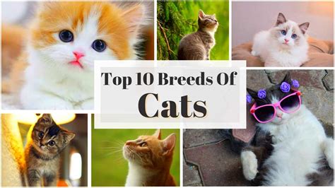 Top 10 Cat Breeds in the World