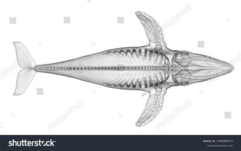 3d Illustration Humpback Whale Anatomy Skeletal Stock Illustration ...