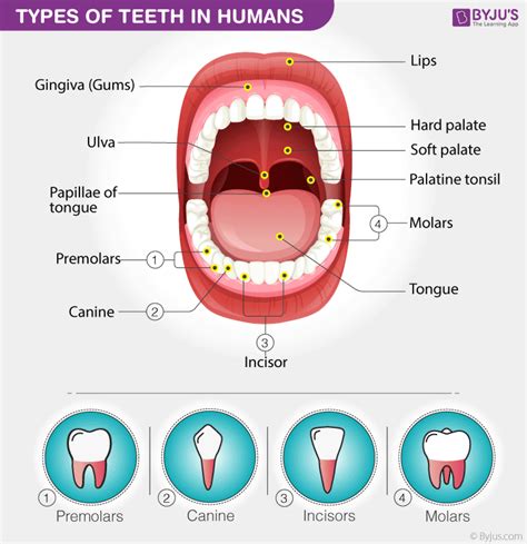 Types of Teeth in Humans | Teeth diagram, Human teeth, Tooth chart