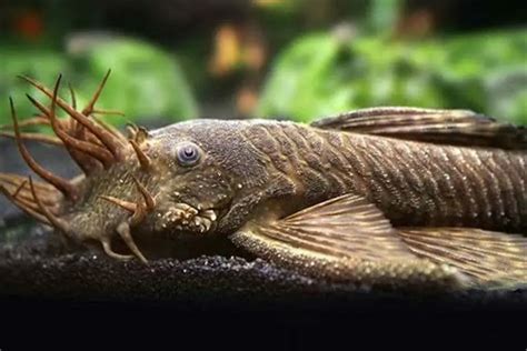 Bristlenose Pleco | A to Z Guide - Care, Tank Mates, Size and Diet ...