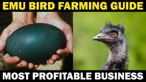 EMU FARMING IN INDIA | Emu Bird Farming Guide - YouTube