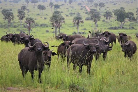 10 Wild Animals in Niger [Wildlife in Niger] - Kevmrc