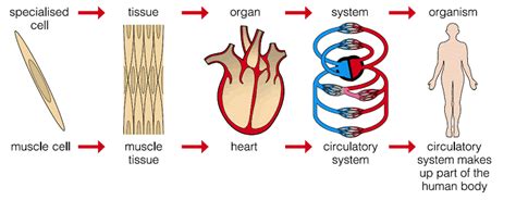 Unit 2.4 - Levels of organisation Diagram | Quizlet