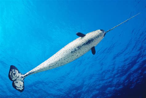 Male Narwhal by Dave Fleetham - Printscapes