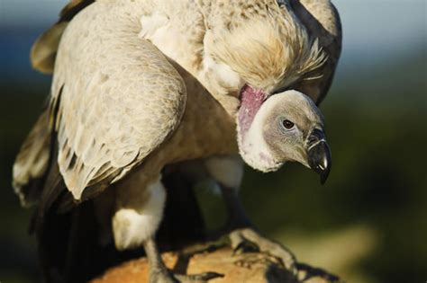 Cape Vulture | African Raptor Centre