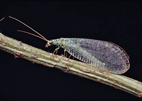 Brown lacewing | insect | Britannica