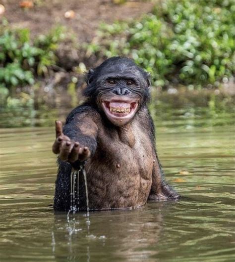 750 best Chimpanzee images on Pholder | Interestingasfuck, Nature Is ...