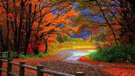 Free Fall Foliage Desktop Wallpaper of the decade The ultimate guide ...