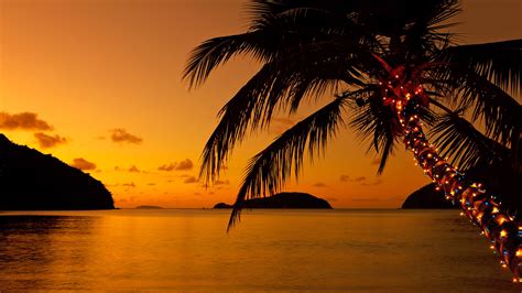 Christmas lights on a palm tree at the Caribbean beach at sunset ...