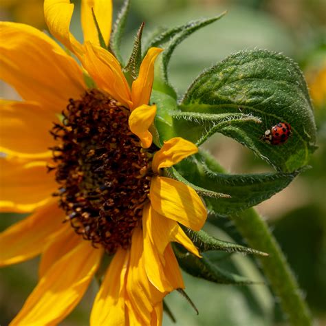 125/366 - Sunflower with a ladybug | The sunflowers are in b… | Flickr