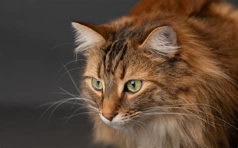 Download wallpapers brown fluffy cat, Maine Coon, green eyes, cute ...