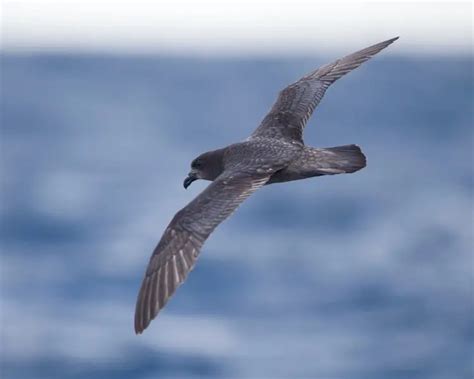 Providence petrel - Facts, Diet, Habitat & Pictures on Animalia.bio