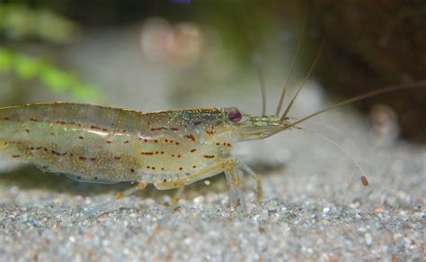 The Expert's Guide to Amano Shrimp (Care, Breeding, and Setup)