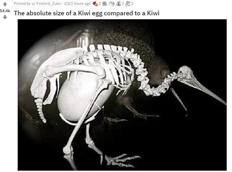 Kiwi Bird Skeleton